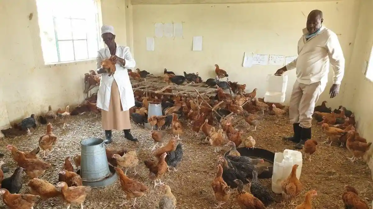 Saking Lamanya Tak Sekolah, Kelas-Kelas di Kenya Dimanfaatkan Sebagai Kandang Ayam
