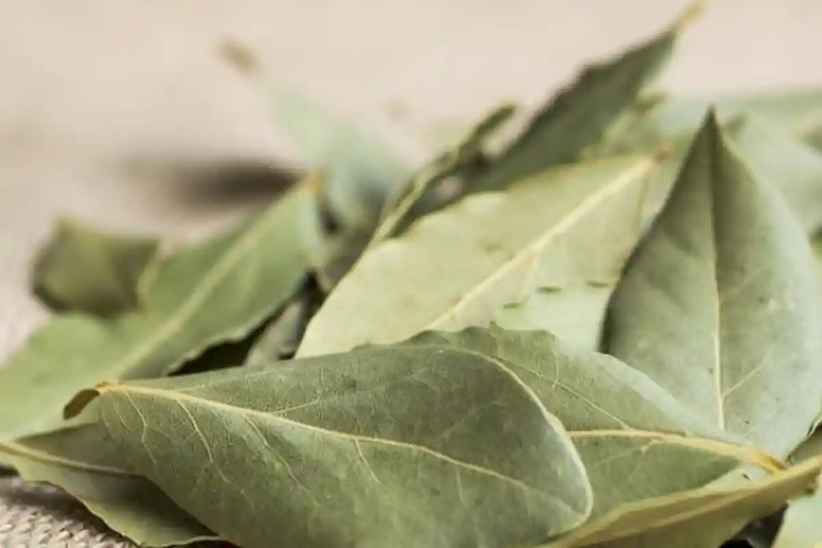 Cara Simpan Daun Salam yang Benar, Tetap Awet dan Sedap dalam Waktu Lama