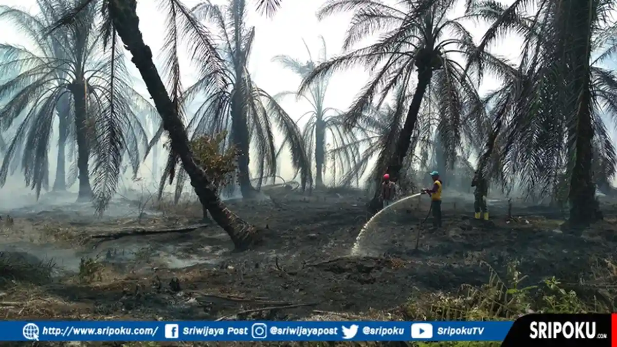 50 Hektar Lahan Kebun Sawit di Karang Dapo Muratara Terbakar, Satgas Gabungan Berjibaku Padamkan Api