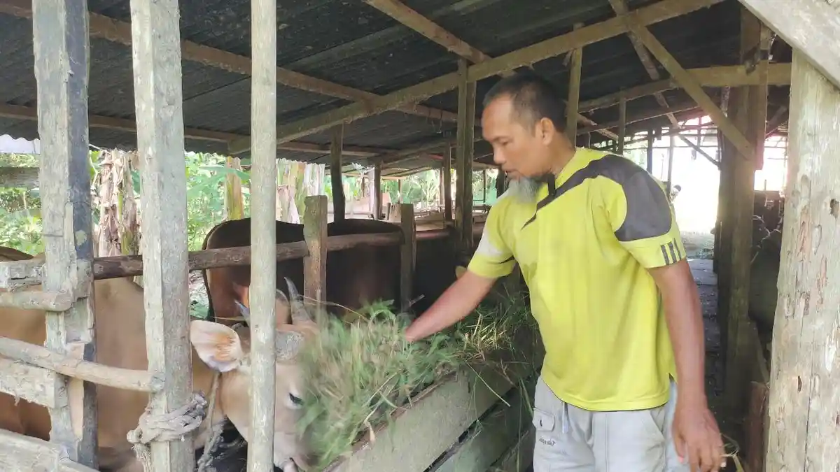 Sapi Lokal Asal Lingga Jadi Bantuan Kurban Presiden untuk Masyarakat di Desa Resang