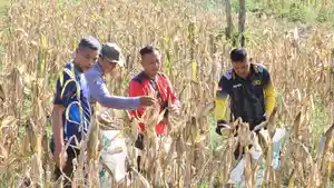 Lagi-lagipanen-Jagung.jpg