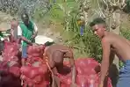 PANEN-PORANG-Koptan-Kompas-bersama-warga-memanen-porang-di-Desa-Persiapan-Ruis-Timur.jpg