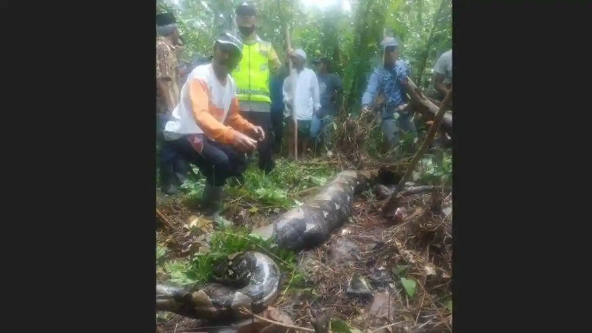 HEBOH Perempuan Penyadap Karet di Jambi Dilaporkan Hilang, Ternyata Dimakan Ular Piton