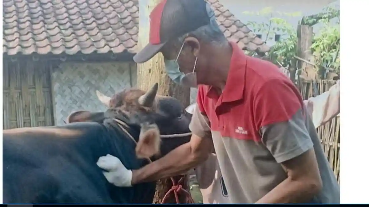 Dokter Hewan di Lumajang ini Bekerja Bagai Alarm,  Saat Bantu Persalinan Sapi
