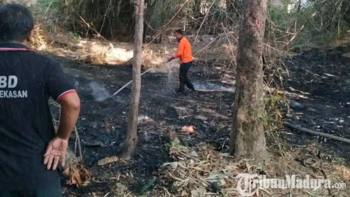 Lahan Bambu di Kelurahan Bugih Pamekasan Ludes Terbakar, Ada Warga Buang Puntung Rokok Sembarangan