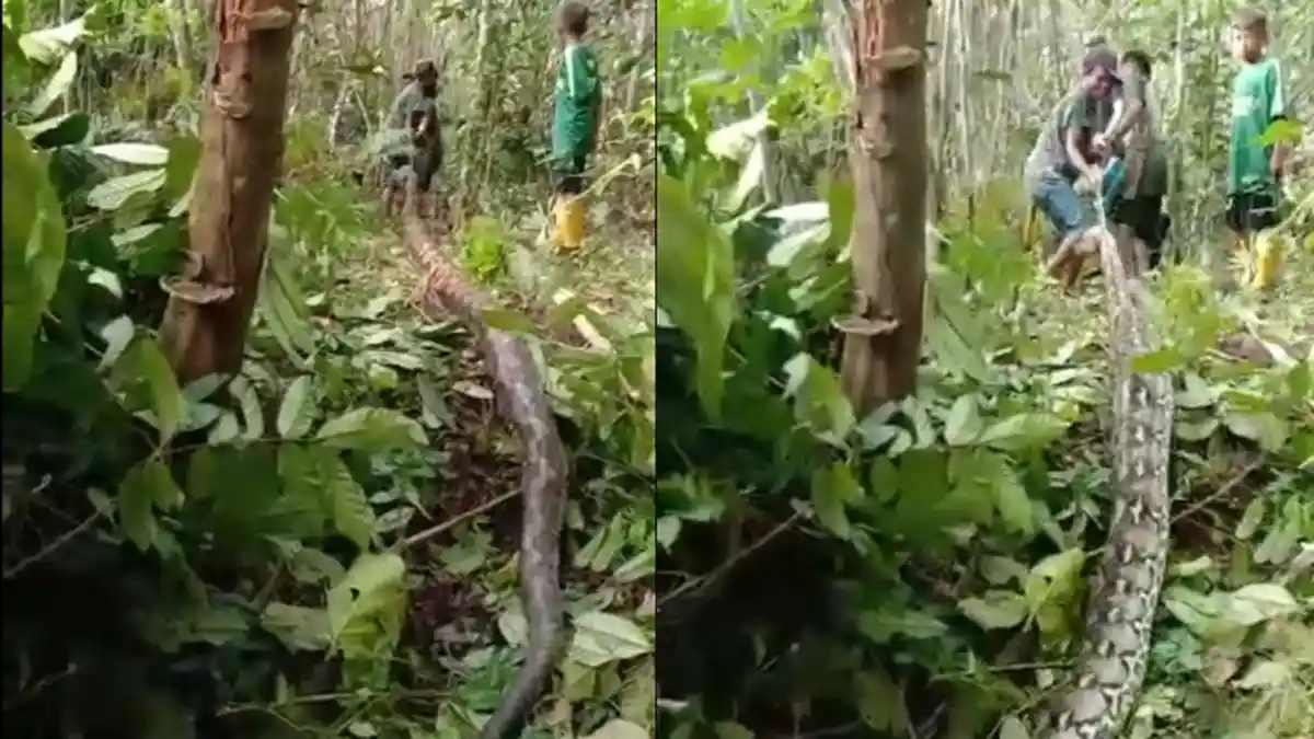 Ular Piton Raksasa Hampir 8 Meter Ditemukan Warga Muna Lagi, Terpaksa Ditarik Motor Usai Dibunuh