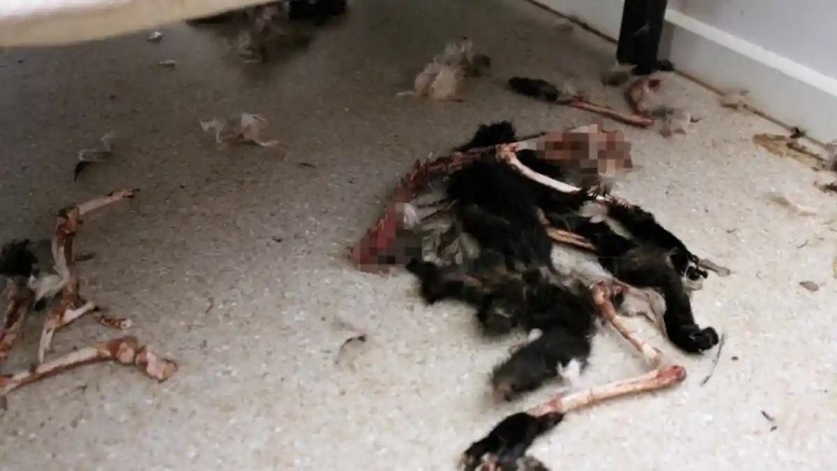 Mengerikan, 14 Kucing Saling Memakan dan Mati Setelah Dikurung dalam Waktu Lama