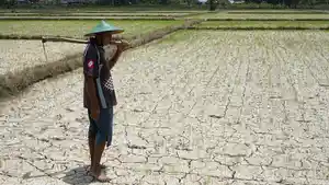 sawah-kering-di-mabar.jpg