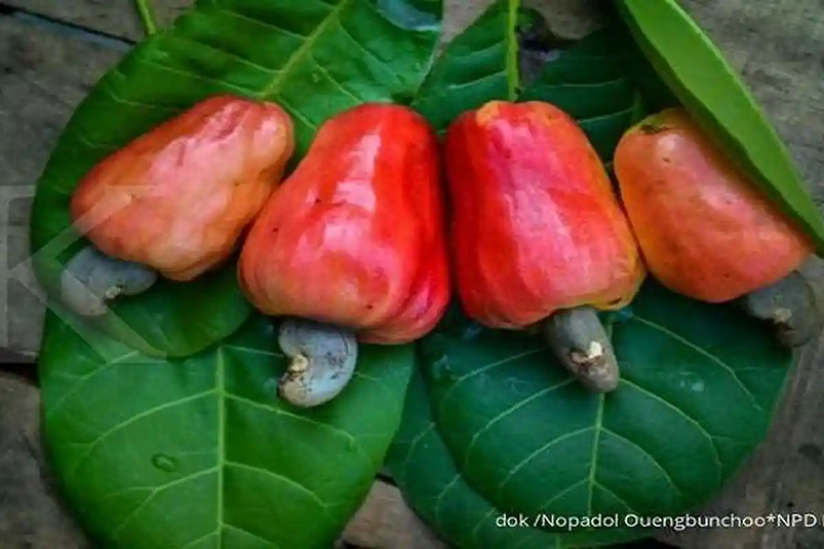 Jambu Mete Tak Hanya Untuk Camilan Tapi Juga Cegah Kanker Usus Besar dan 4 Manfaat Lainnya