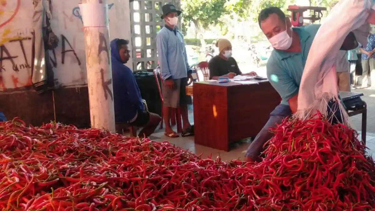 Harga Cabai Merah Besar Merangkak Naik Setelah Petani Melakukan Lelang