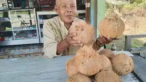 HARGA-KELAPA-Kelapa.jpg