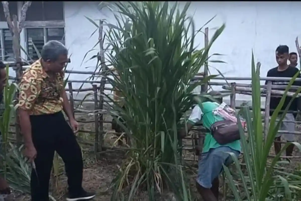 Begini Mimpi Kepala UPT Peternakan NTT, Sejahterakan Warga Besipae-TTS, Sediakan Pakan Ternak, Info