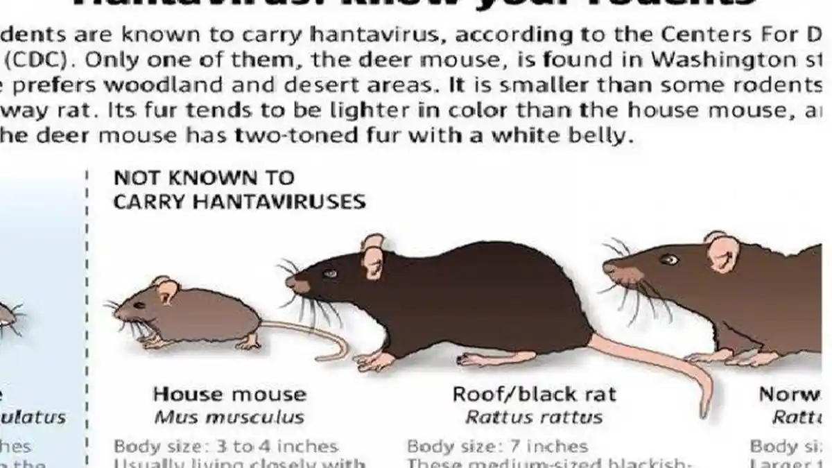 Setelah Covid-19 Kini Muncul Hantavirus, Wabah yang Disebabkan Tikus di Yunnan, 32 Orang Diisolasi
