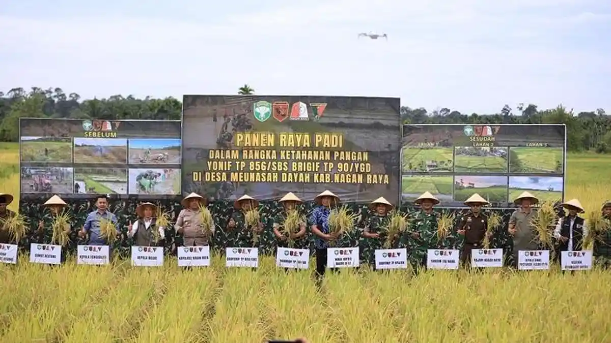 Yonif TP 856 SBS Nagan Raya Lakukan Panen Raya Tanaman Padi di Lahan 5 Hektare 
