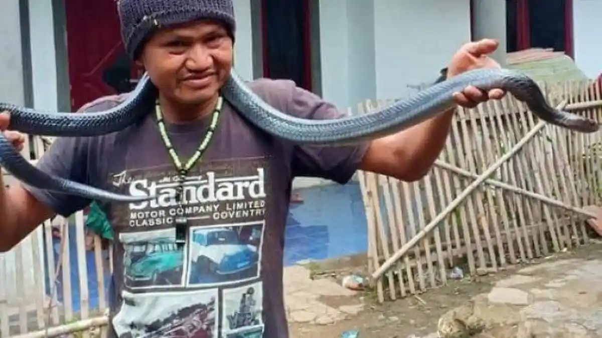 Pria Ini Tewas Dililit Ular Sanca Peliharaan, Ularnya Dibunuh Warga, Keduanya Dikubur Berdampingan
