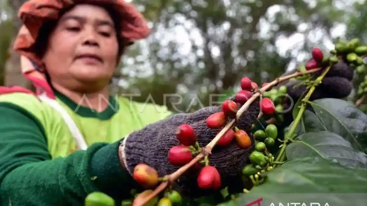 Petani Kopi Nusantara Harus Sejahtera