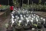 Botani dan Seni Kotemporer Indonesia di Wisata Inhotim Brasil