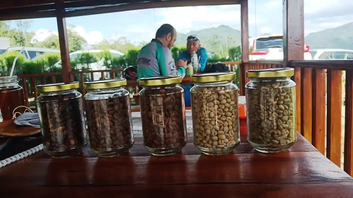 Melihat Proses Pengolahan Kopi Sebelum Menjadi Nikmat Saat Diseruput