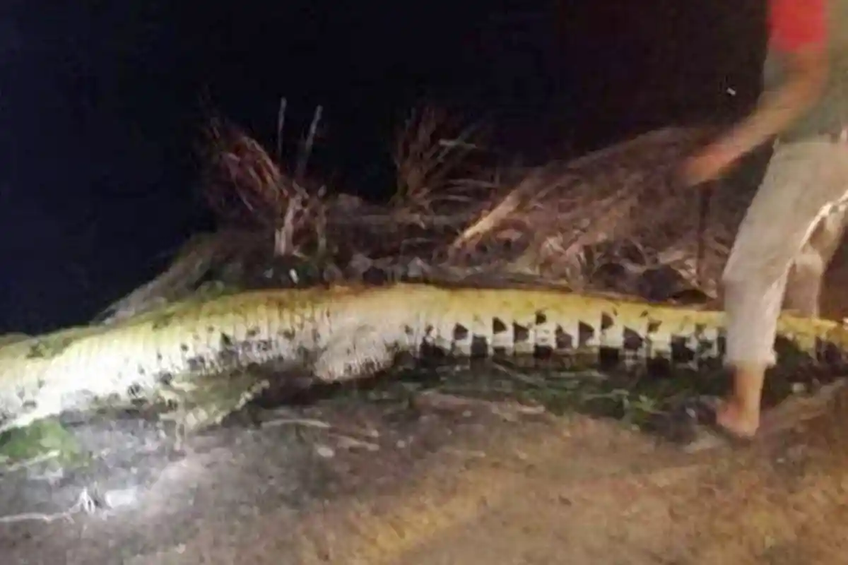 Buaya dan Seisi Perutnya Ditembak Mati, Satu Minggu Meneror Warga, Sebelumnya Pria Tewas Diterkam