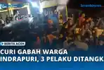 VIDEO Curi Gabah Warga Indrapuri, Tiga Pelaku Ditangkap, Satu Babak Belur