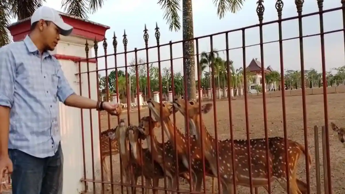 Rusa di Rumah Dinas Bupati Banyuasin Kurus dan Menyusut, Askolani Kecewa