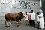 Sapi-Anies-024.jpg