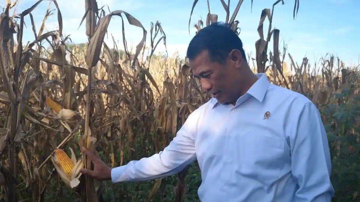 Indonesia Tidak Perlu Impor Jagung