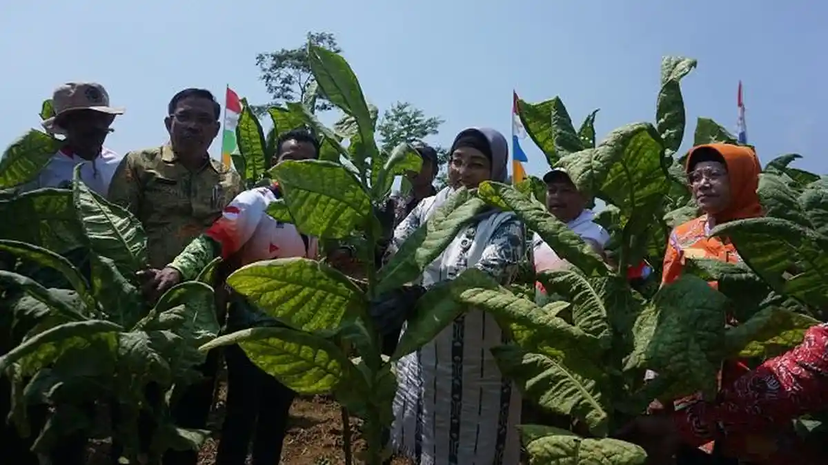 Cuaca Panas Kering Bikin Petani Tembakau Batang Sumringah, Kualitas Hasil Panen Meningkat