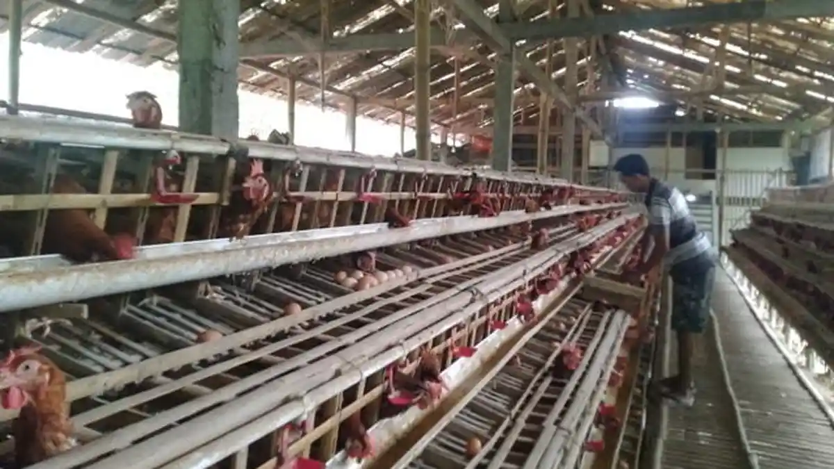 Harga Telur Ayam di Tingkat Peternak Kudus Tembus Rp 28.000 per Kilogram