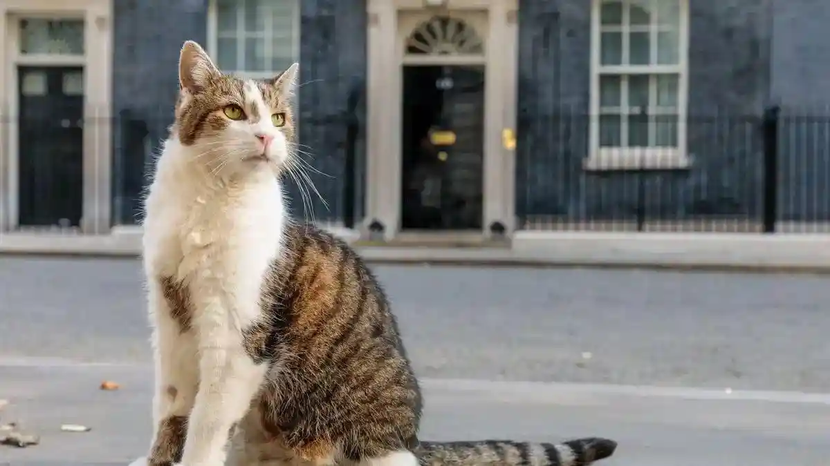Mengenal Larry The Cat Kucing 19 Tahun yang Sambut Prabowo di Inggris ...