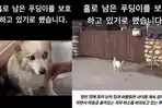 VIRAL-Ekspresi-Anjing-Peliharaan-Korban-Meninggal-Jeju-Air-Setia-Tunggu-Majikan-Pulang-Warga-Sedih.jpg