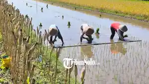 Lahan-pertanian-diwaspadai-mengalami-kekeringan.jpg