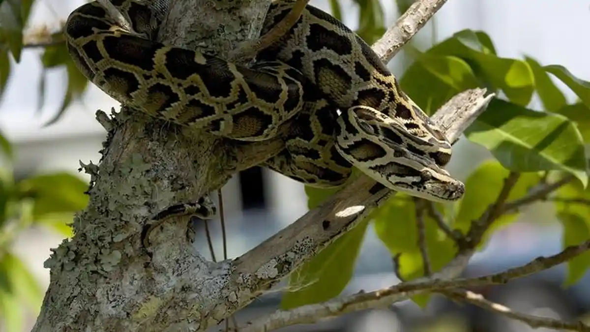 Beda Ular Piton atau Sanca dengan Ular Anaconda & Ular Boa, Tak Sama Seperti King Kobra & Ular Kobra