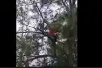 DAMKAR-SELAMATKAN-BURUNG-Petugas-Damkar-Tangs.jpg