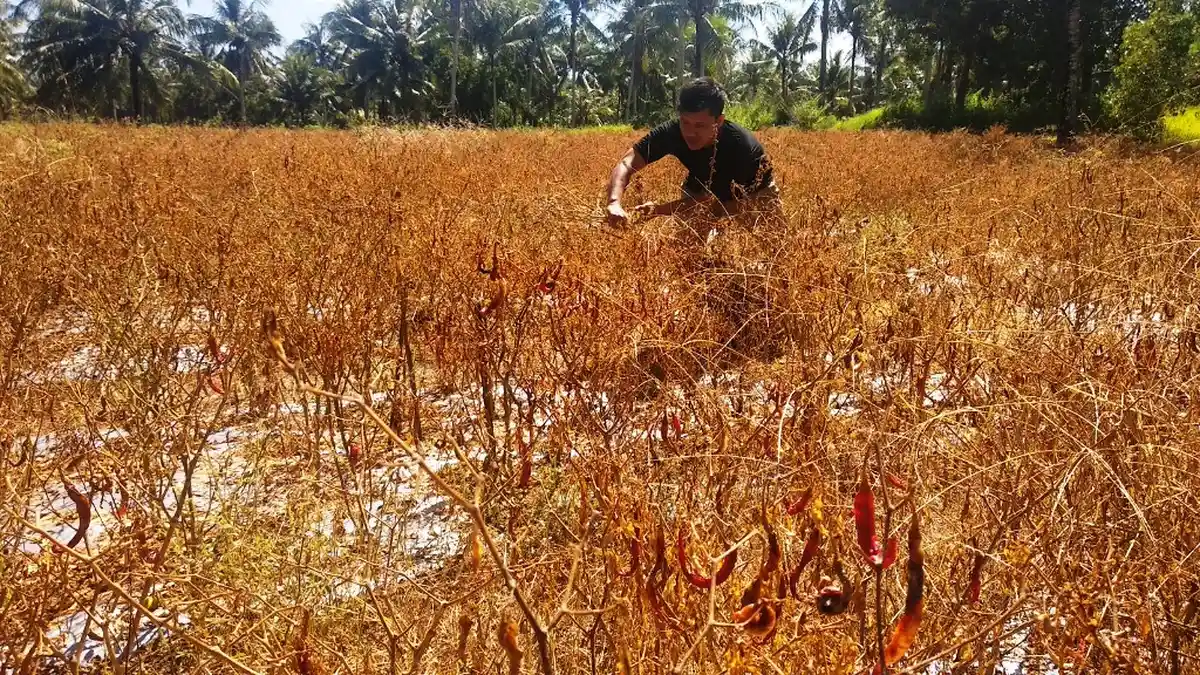 Harga Cabai Anjlok, Petani di Kulon Progo Matikan Tanamannya