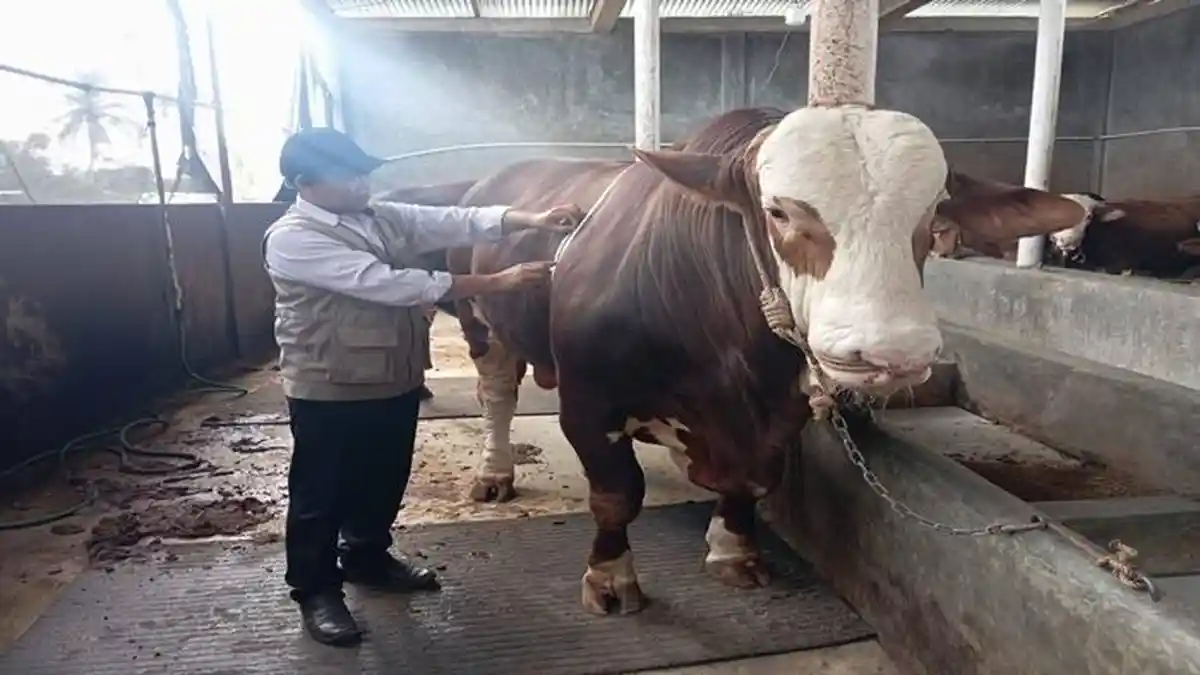 Ini Penampakan Sapi Presiden Prabowo di Pagar Alam, Jenis Limosin Seberat 1 Ton Lebih