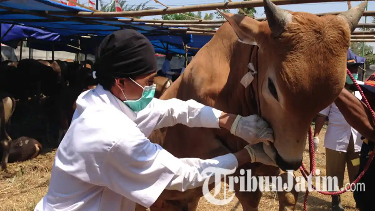 Dinas Pertanian dan Ketahanan Pangan Kota Malang Periksa Hewan Kurban Jelang Idul Adha