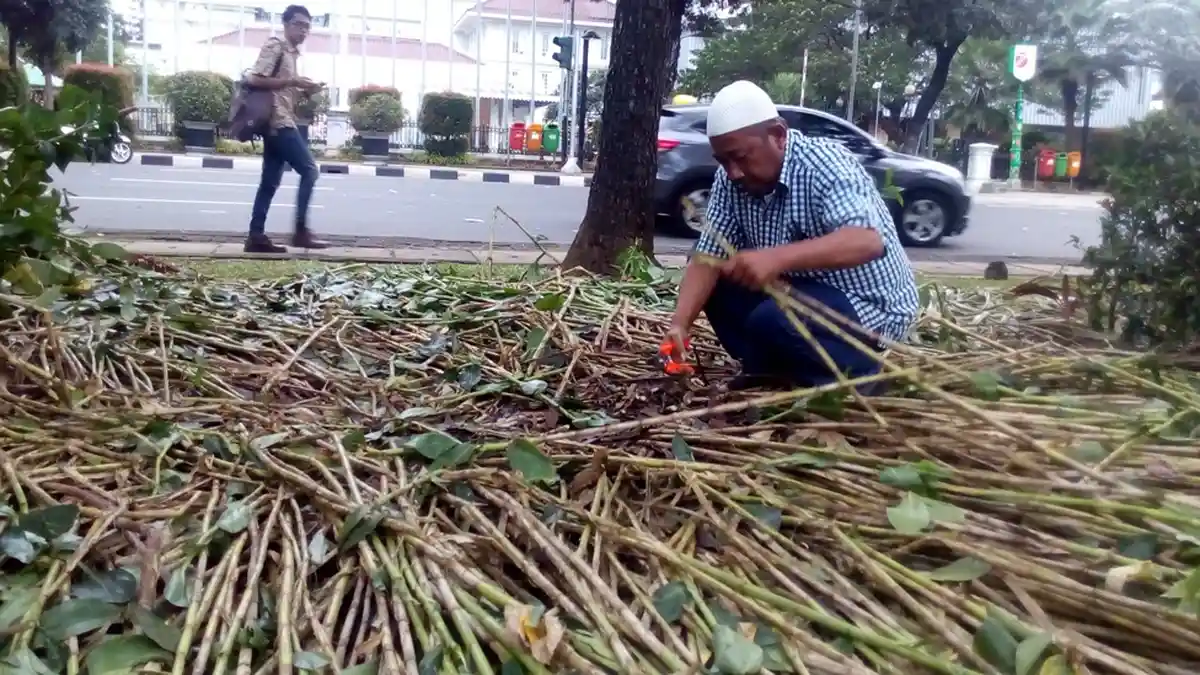 Tanaman di Depan Balai Kota DKI Rusak Dinjak-injak Pendemo Anti Ahok