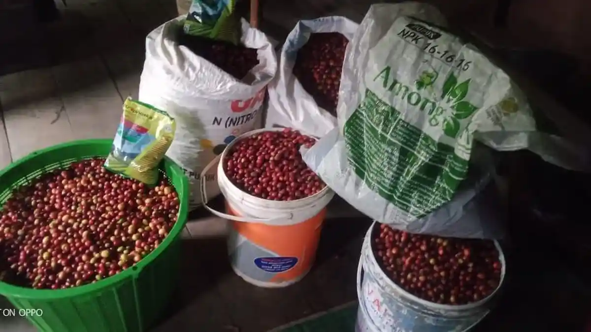 Harga Kopi Gayo di Blangkejeren Kini Bertahan Rp 49 Ribu Per Bambu