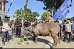 Penyembelihan-sapi-banjarnegara.jpg