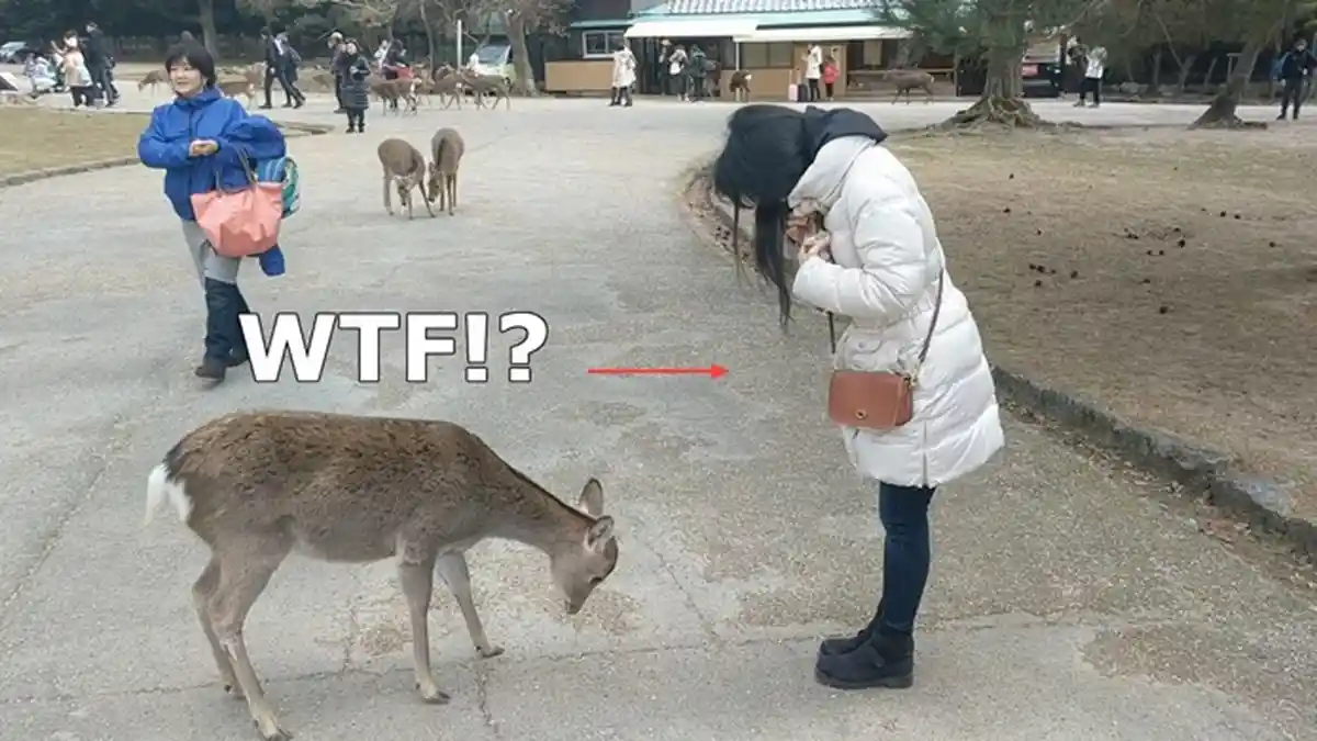 Wuih, Sopan Banget Nih, Rusa di Taman Ini Menunduk Sembari Minta Makanan ke Pengunjung