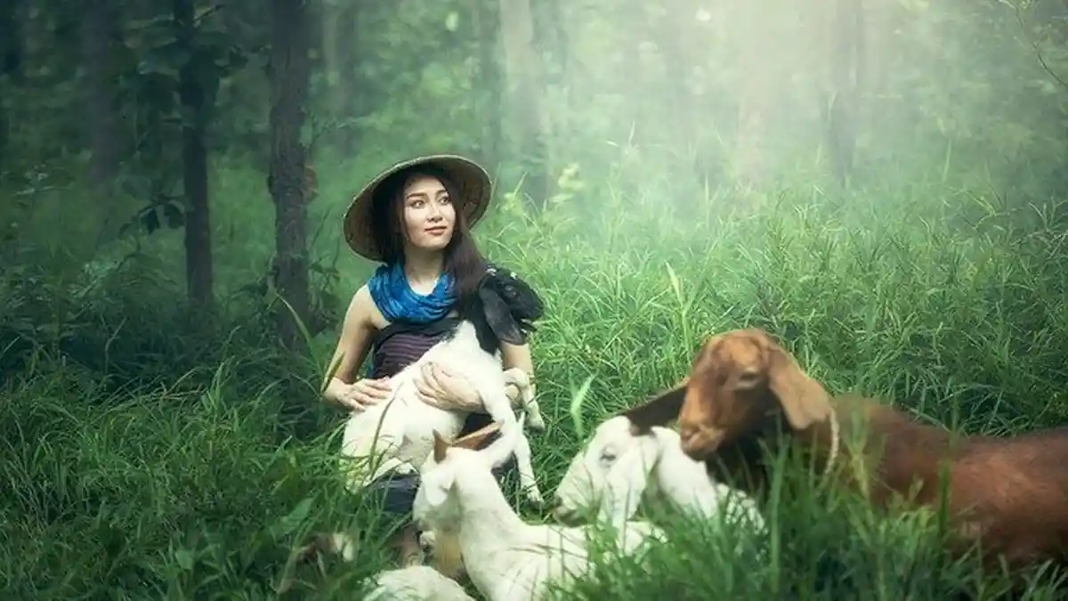 Ramalan Shio Kambing di Tahun 2021, Memperoleh Nasib Buruk dalam Keuangan