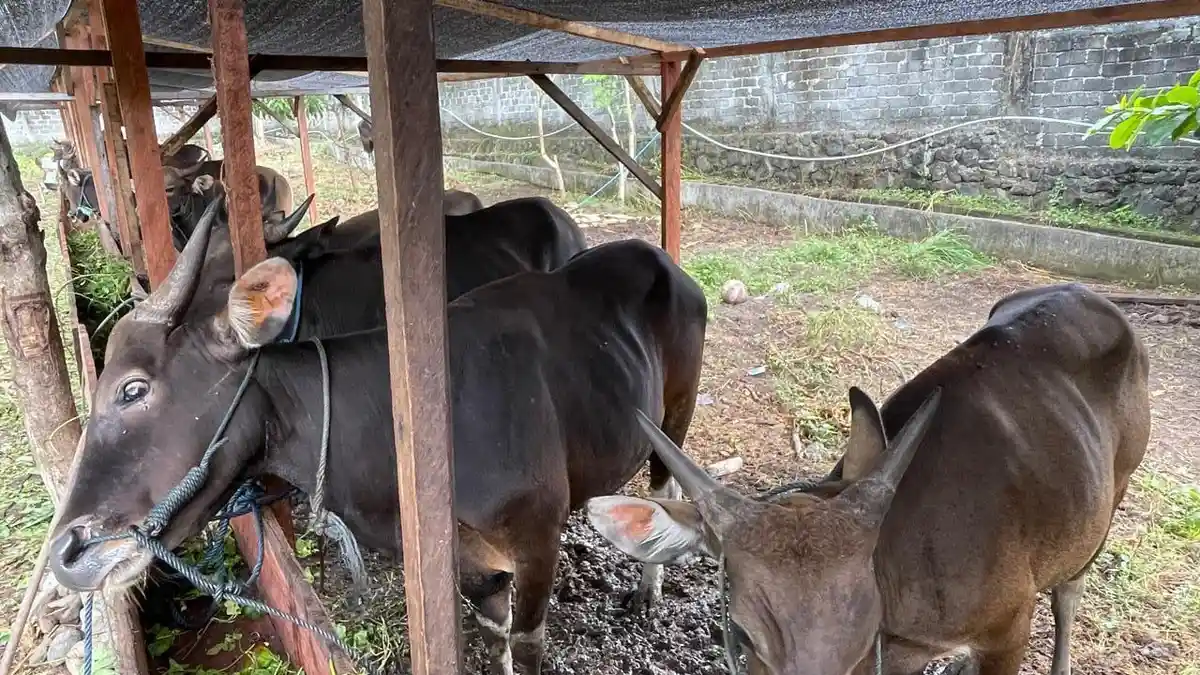 Jelang Idul Adha 2026: Sapi asal Halmahera Timur Mulai Banjiri Kota Ternate