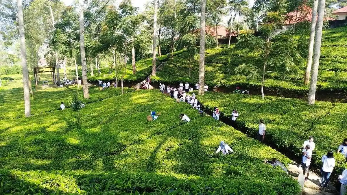 Pariwisata Wonosobo Raih Pengakuan Nasional, Agro Wisata Tambi Tembus 60 Finalis WIA 2025