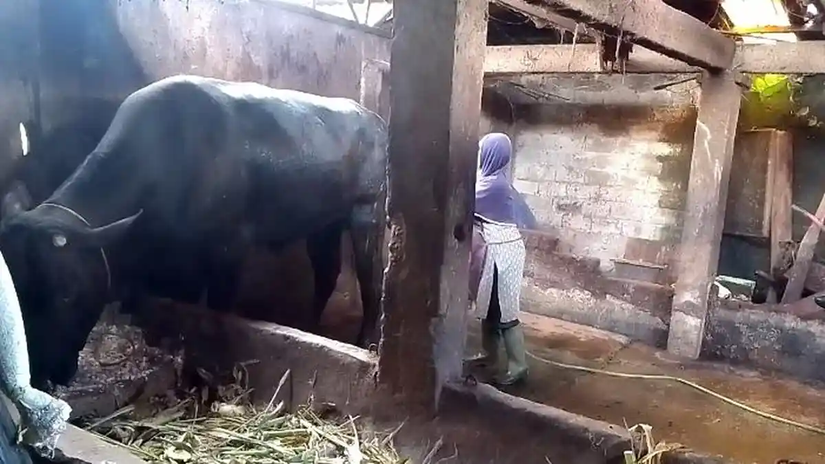 Desa Apur Rejang Lebong Terima Bantuan Sapi Kurban Presiden Prabowo