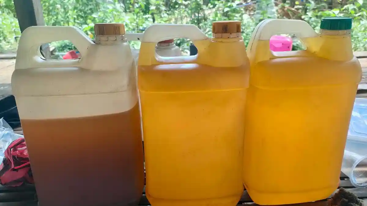 Harganya Anjlok, Inilah Kandungan dan Manfaat Minyak Nilam: Komoditas Ekspor sejak Zaman Kolonial