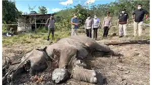 Kapolda-Riau-Irjen-Herry-Heryawan-meninjau-lokasi-penemuan-bangkai-anak-gajah-di-TNTN.jpg