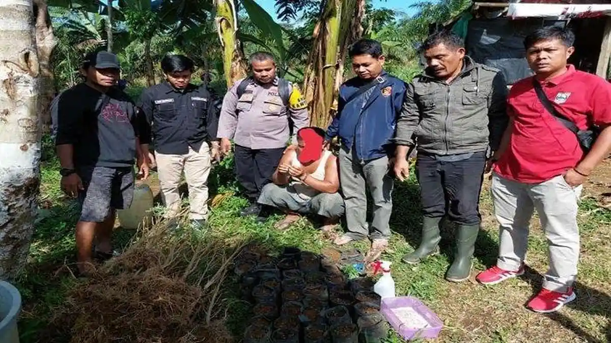 Pemuda Pasaman Barat Sumbar Tanam Puluhan Pohon Ganja di Kebun Jagung