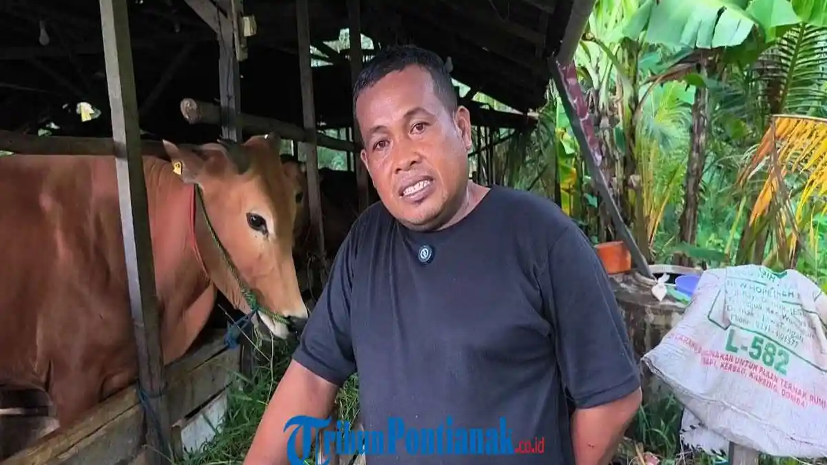 Peternak Sapi di Pontianak Optimistis Jelang Idul Adha, Harga Naik hingga Rp2 Juta per Ekor