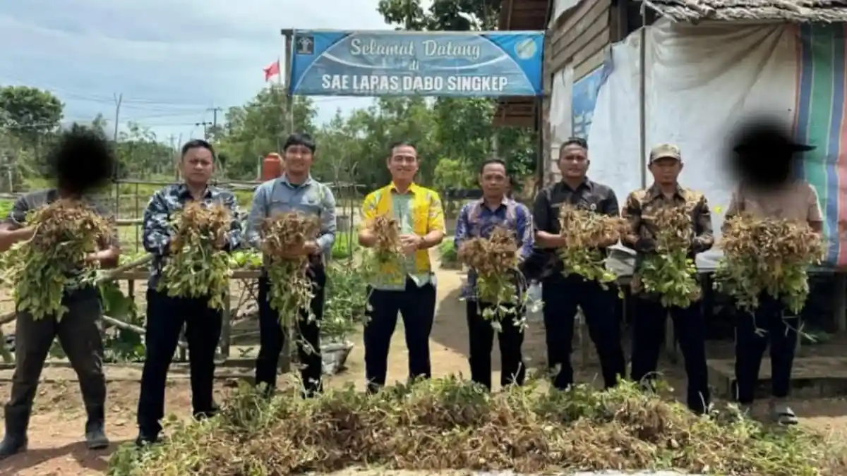 Lapas Dabo di Lingga Panen Kacang Tanah di Desa Batu Kacang, Bina Para Narapidana